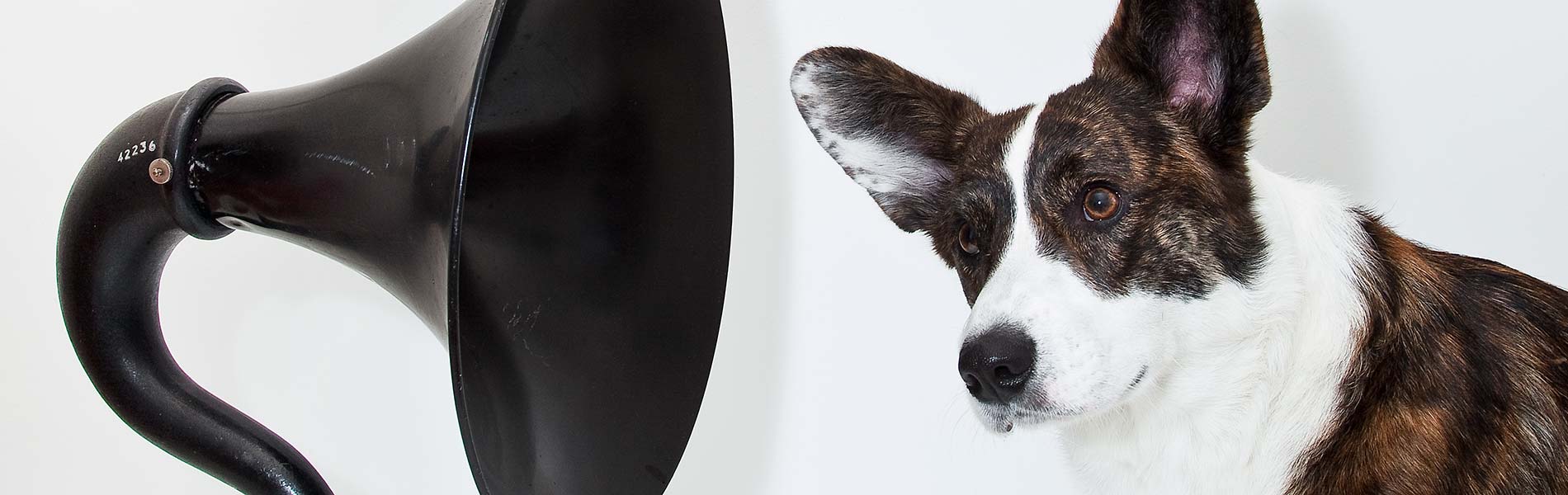 En hund står bredvid en tratthögtalare