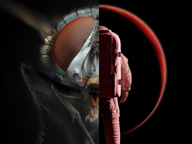 Delad bild som till höger visar en fluga och till vänster visar en astronaut.