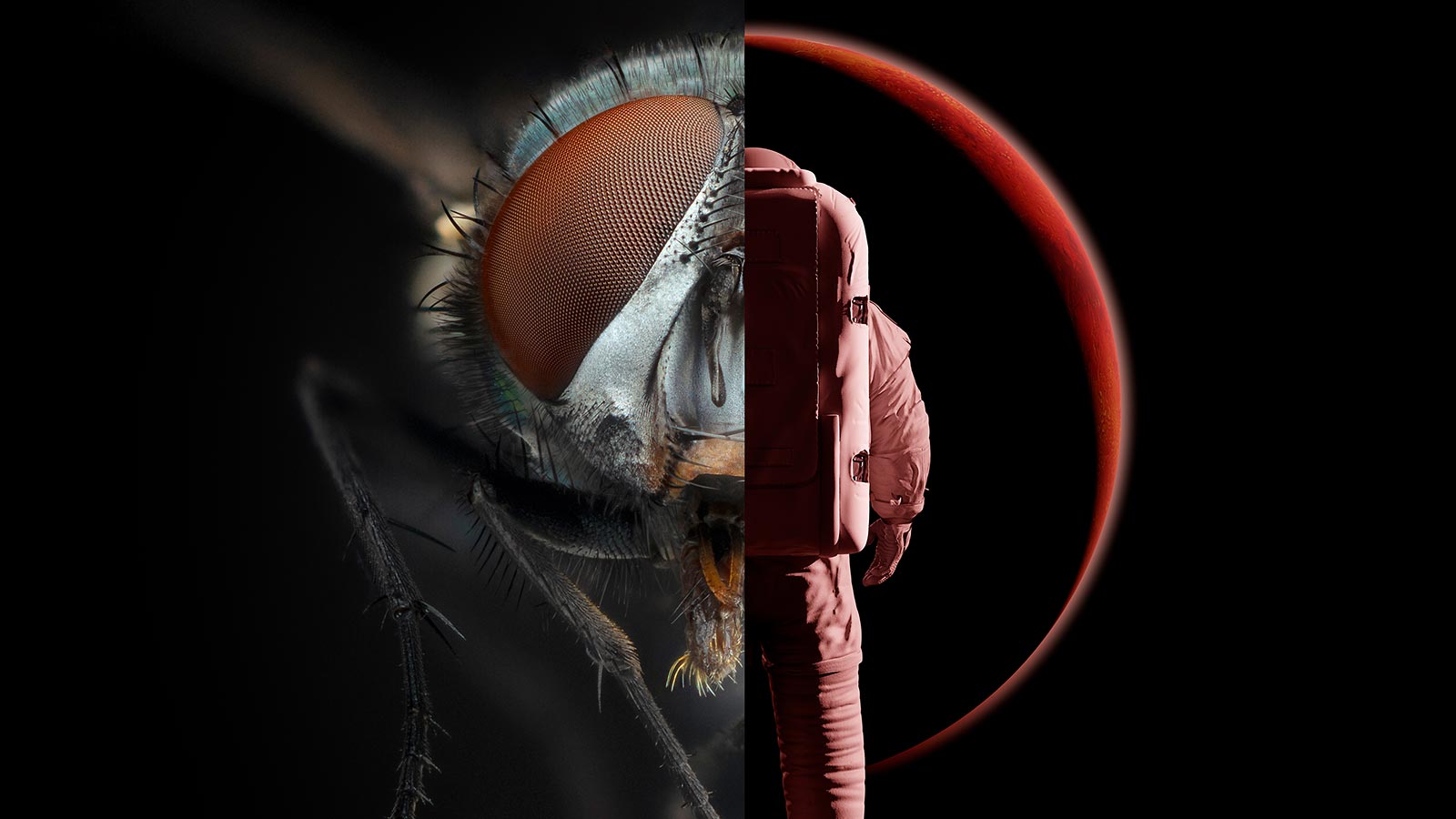 Delad bild som till höger visar en fluga och till vänster visar en astronaut.