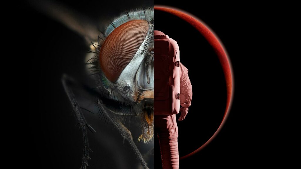 No description found for the image wisdome-astronaut-fluga-1024x576